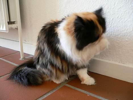 Perser Pjuske - man skal jo være ren :D billede 9