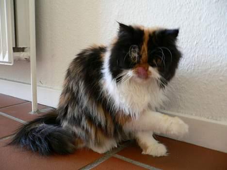 Perser Pjuske - kikker du nu ?  billede 10