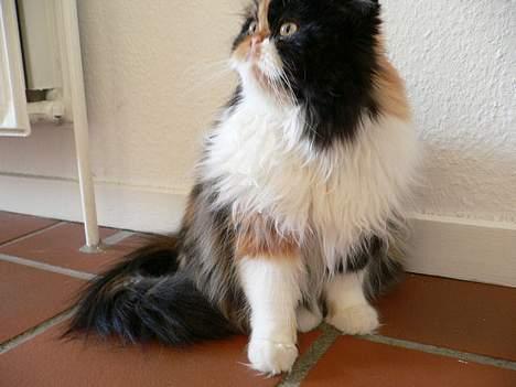 Perser Pjuske - kik kik !. billede 11