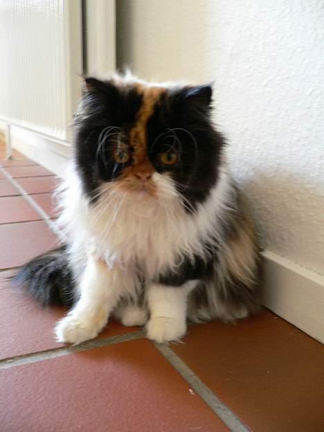 Perser Pjuske billede 12