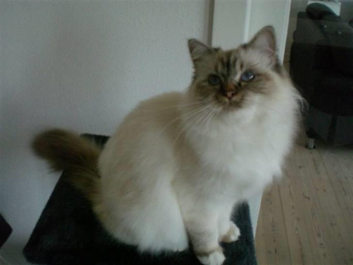 Hellig Birma Silke  billede 10