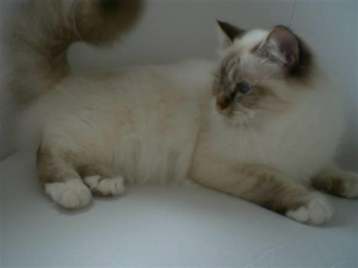 Hellig Birma Silke  billede 11