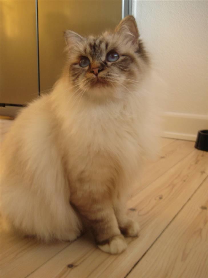 Hellig Birma Silke  billede 6