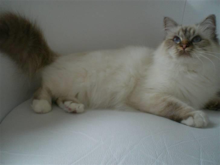 Hellig Birma Silke  billede 12