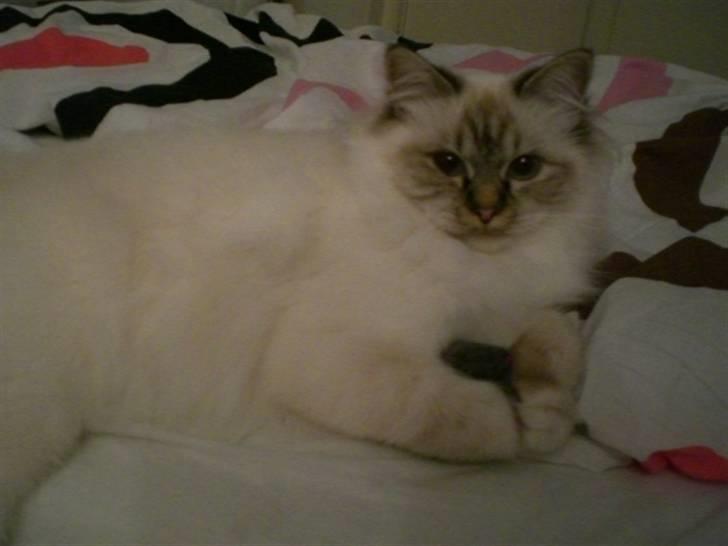 Hellig Birma Silke  billede 5