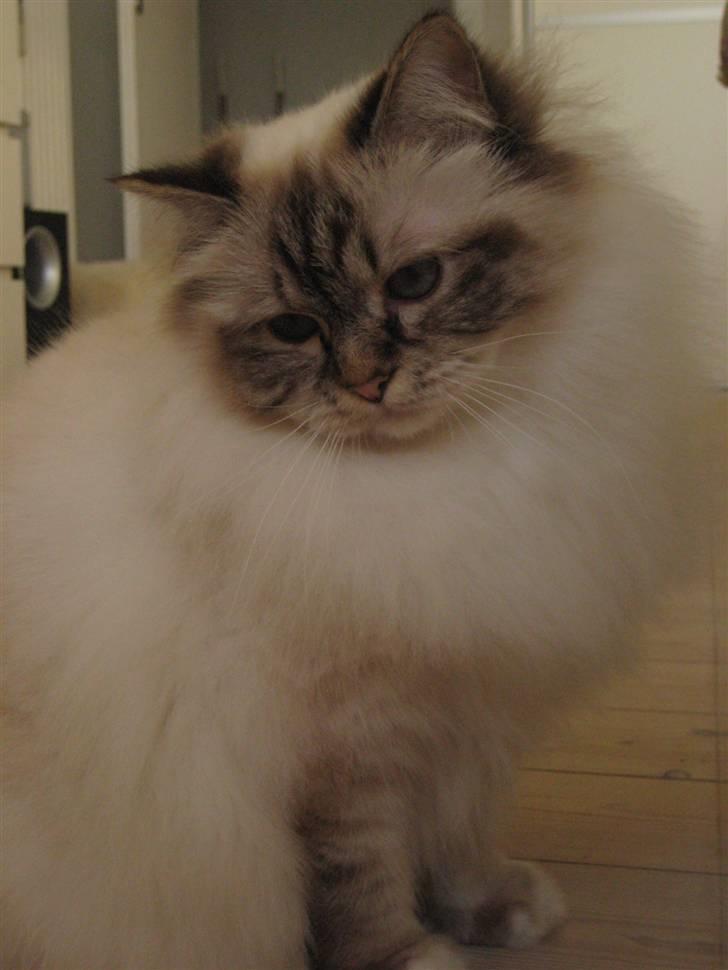 Hellig Birma Silke  billede 4