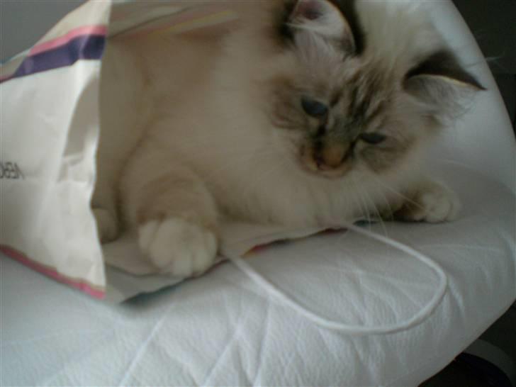 Hellig Birma Silke  billede 13