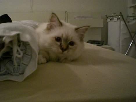 Hellig Birma Silke  - Uhhhh, hvor er jeg bare legesyg :D billede 16