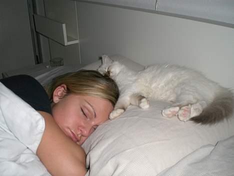 Hellig Birma Silke  - Elsker at sove ved min moooaaar :) billede 18