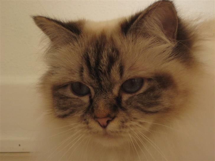 Hellig Birma Silke  - Lækre Silke april 2010 :-) billede 3