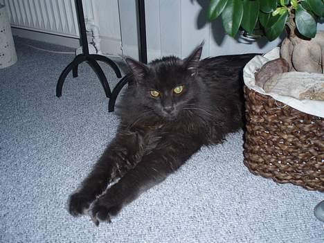 Maine Coon Sofus billede 13