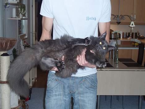 Maine Coon Sofus billede 15