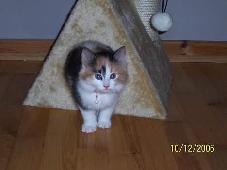 Norsk Skovkat Shakira (solgt) billede 8