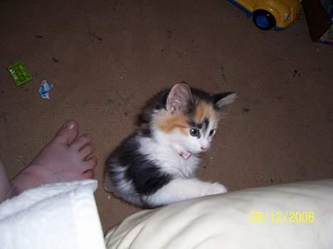 Norsk Skovkat Shakira (solgt) billede 9