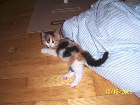 Norsk Skovkat Shakira (solgt) billede 10