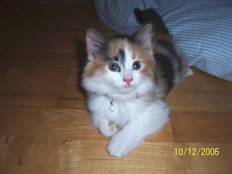 Norsk Skovkat Shakira (solgt) billede 11