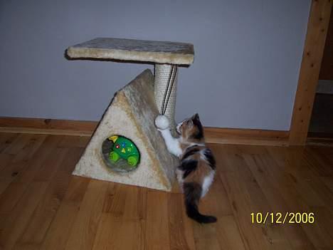 Norsk Skovkat Shakira (solgt) billede 12