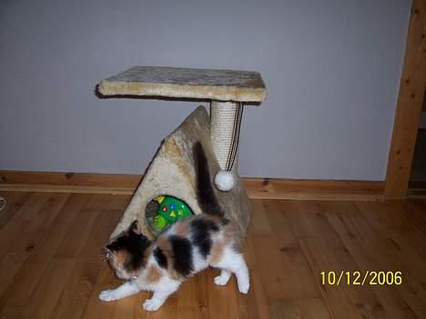 Norsk Skovkat Shakira (solgt) billede 13