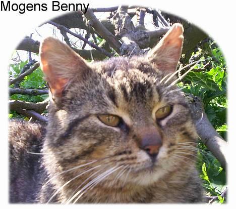 Huskat Mogens Benny - Mogens Benny linselus :O) billede 1
