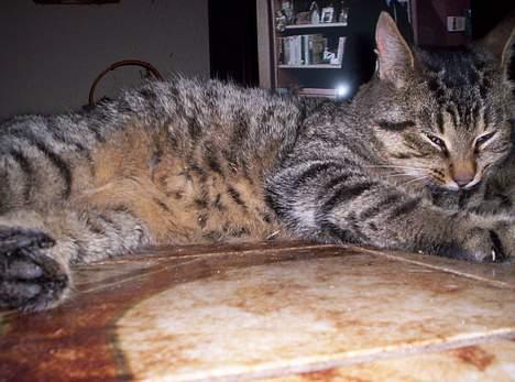 Huskat Mogens Benny - Mogens Benny hygger indendøre om vinteren. billede 2