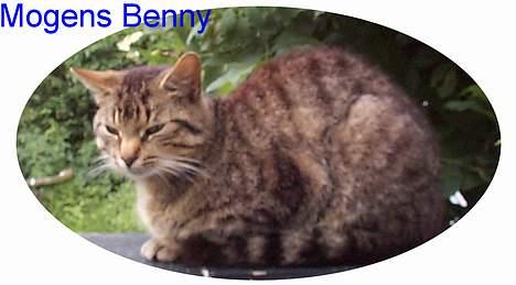 Huskat Mogens Benny - Her ca. 1 år. billede 3