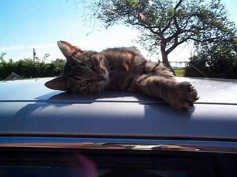 Huskat Mogens Benny - Godt med et varmt biltag :O) billede 4