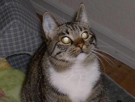 Blanding af racer Maxine, Men kaldet max  billede 13