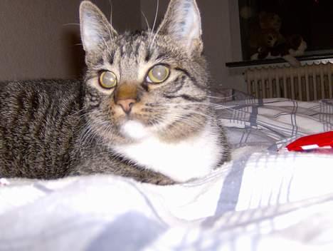 Blanding af racer Maxine, Men kaldet max  billede 14