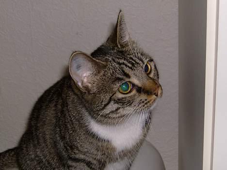 Blanding af racer Maxine, Men kaldet max  billede 15