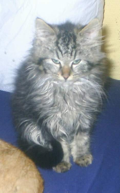 Blanding af racer Buske *7-9* billede 1