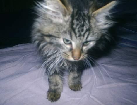 Blanding af racer Buske *7-9* billede 2