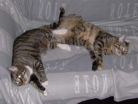 Blanding af racer Maxine, Men kaldet max  billede 16