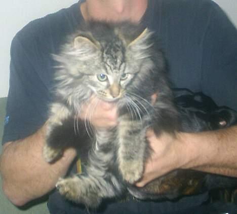 Blanding af racer Buske *7-9* billede 3