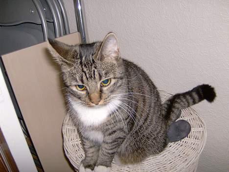 Blanding af racer Maxine, Men kaldet max  billede 17