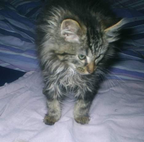 Blanding af racer Buske *7-9* billede 4