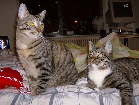 Blanding af racer Maxine, Men kaldet max  billede 18