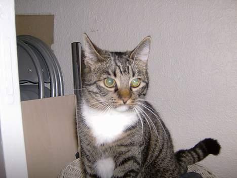 Blanding af racer Maxine, Men kaldet max  billede 19