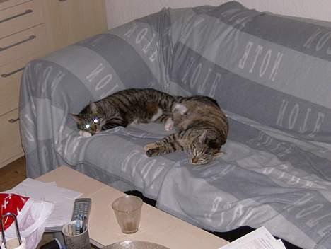 Blanding af racer Maxine, Men kaldet max  billede 20