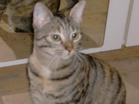 Blanding af racer Mille  billede 11