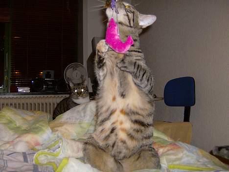 Blanding af racer Mille  billede 12