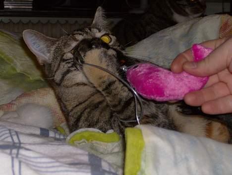 Blanding af racer Mille  billede 13