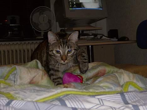 Blanding af racer Mille  billede 14