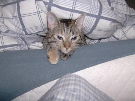 Blanding af racer Mille  billede 15