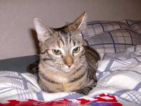 Blanding af racer Mille  billede 16