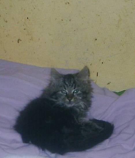 Blanding af racer Buske *7-9* billede 5