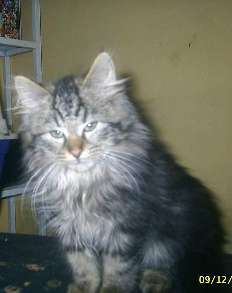 Blanding af racer Buske *7-9* billede 6