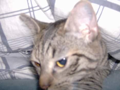 Blanding af racer Mille  billede 17