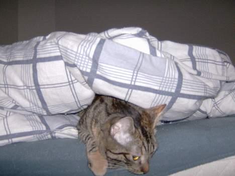 Blanding af racer Mille  billede 18