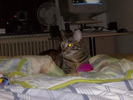 Blanding af racer Mille  billede 19