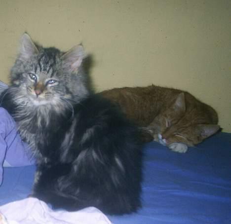 Blanding af racer Buske *7-9* billede 7